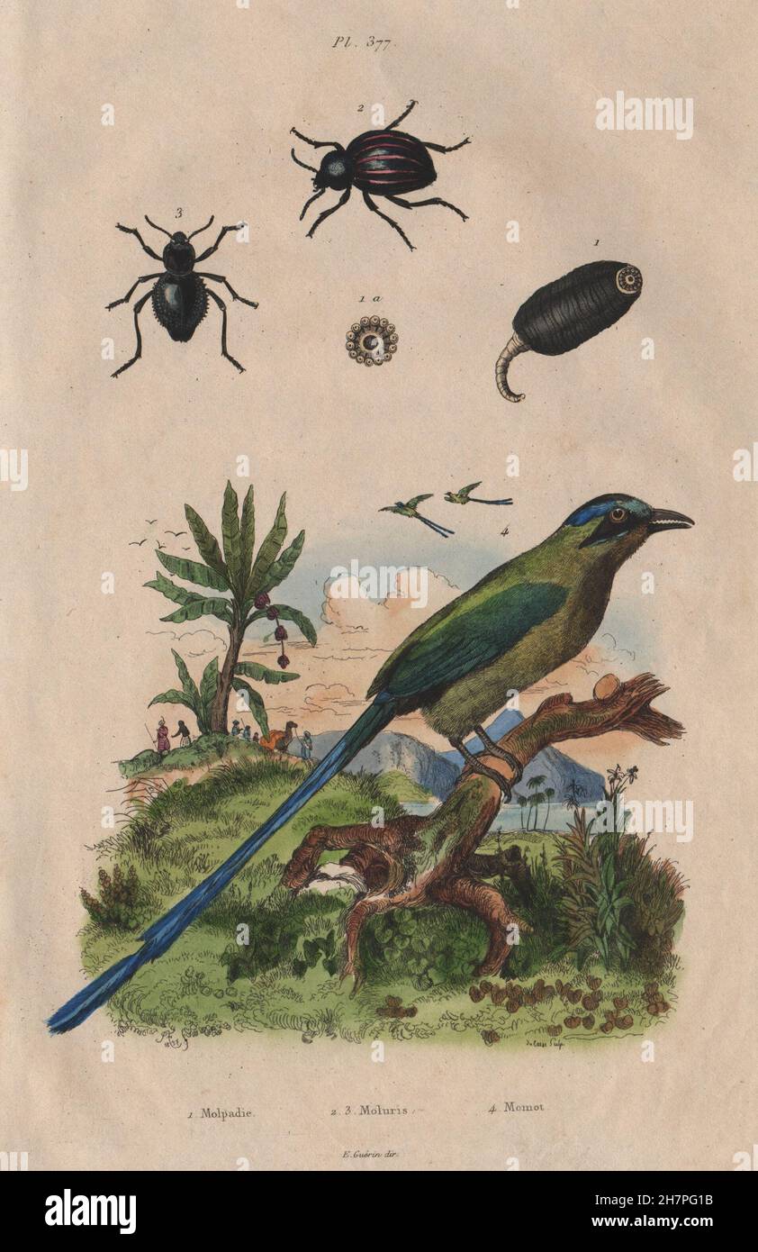 Molpadia. Moluris (Sepidum beetles). Momot (Blue-crowned/Andean motmot), 1833 Stock Photo