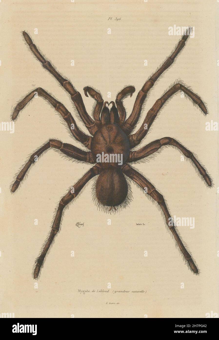 TARANTULA SPIDER: Mygale de Leblond (Goliath birdeater), antique print 1833 Stock Photo