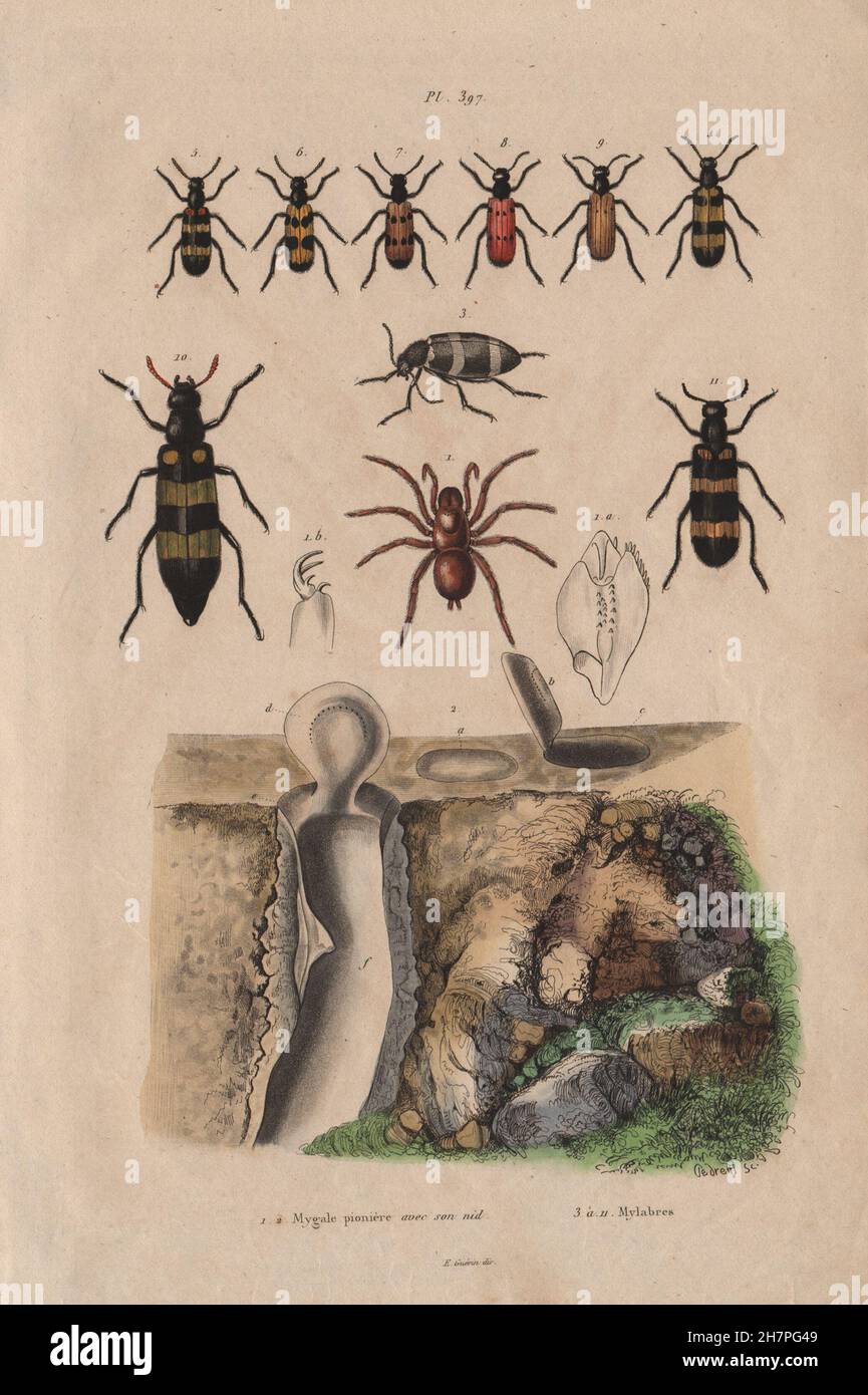 Mygale pionière (Trapdoor spider) avec son nid (its nest). Mylabris beetles 1833 Stock Photo