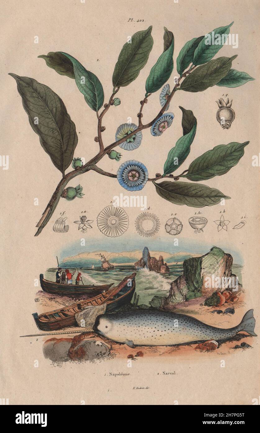 Napoléone (Napoleonaea). Narval (Narwhal), antique print 1833 Stock Photo