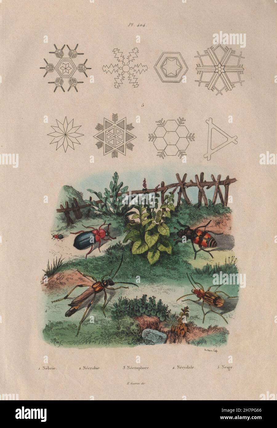 Ground, red-shouldered ham, burying & Long-horned beetles. Snowflakes, 1833 Stock Photo