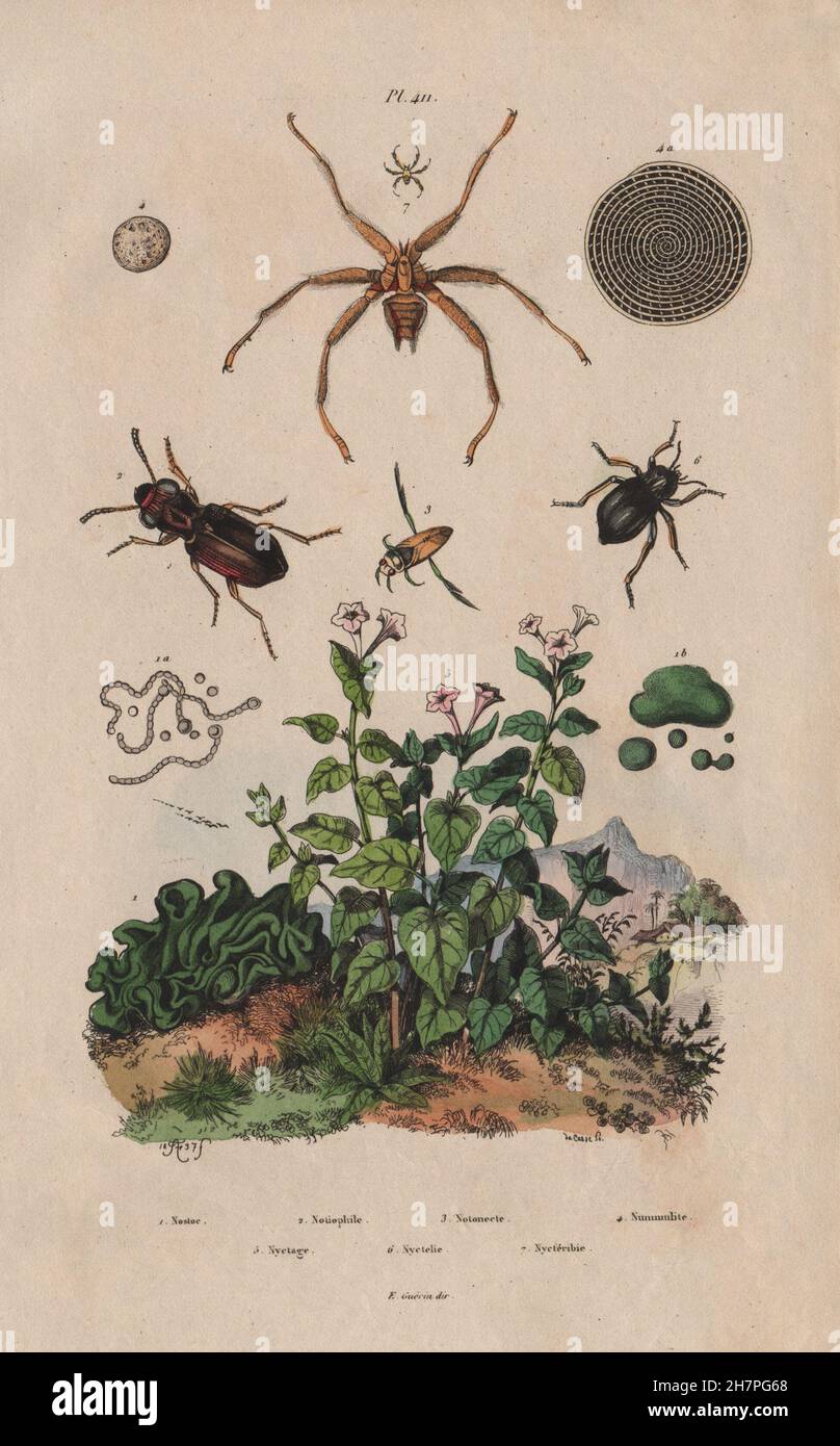 Notiophilus.Backswimmer.Nyctage.Mirabilis nyctaginea.Nycteribiidae/bat fly, 1833 Stock Photo