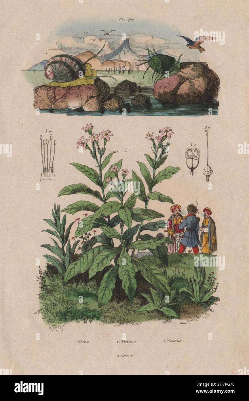 Neritina freshwater snails. Nicotiana (tobacco plant), antique print 1833 Stock Photo