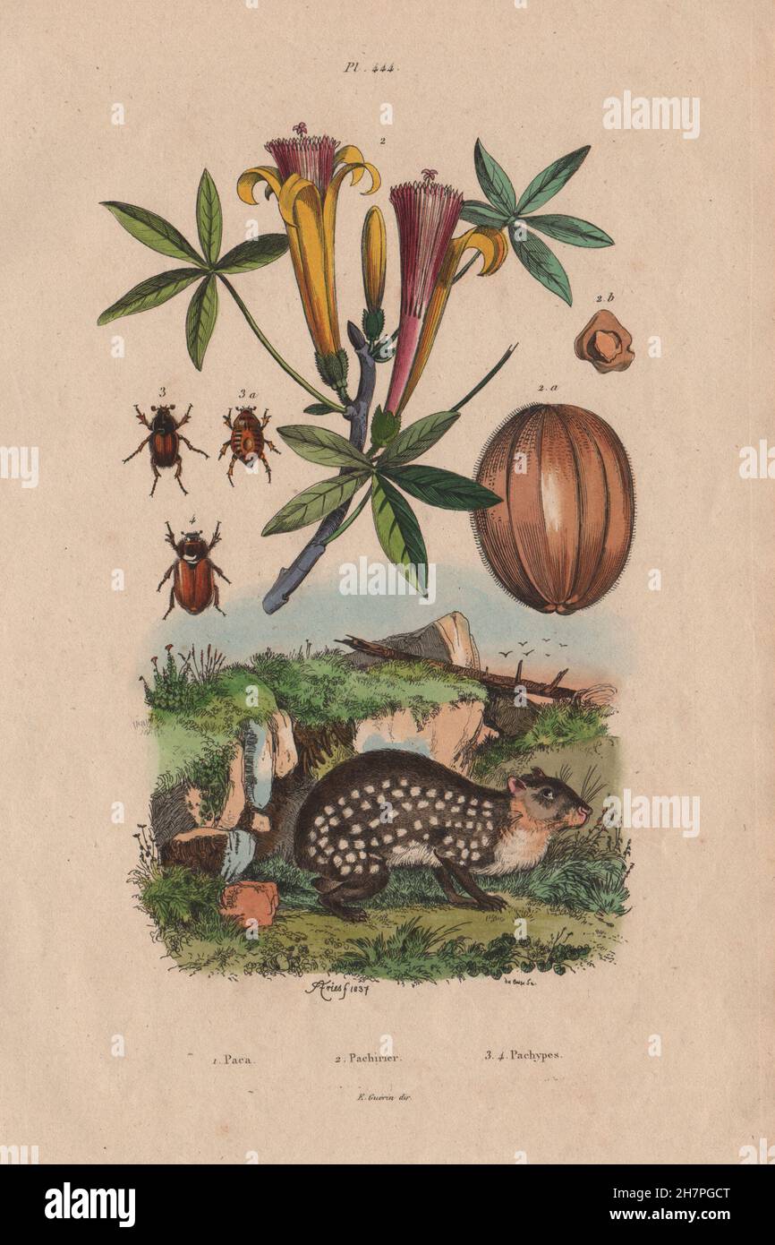 ANIMALS/PLANTS: Paca. Pachirier (Pachira aquatica). Pachypes, old print 1833 Stock Photo