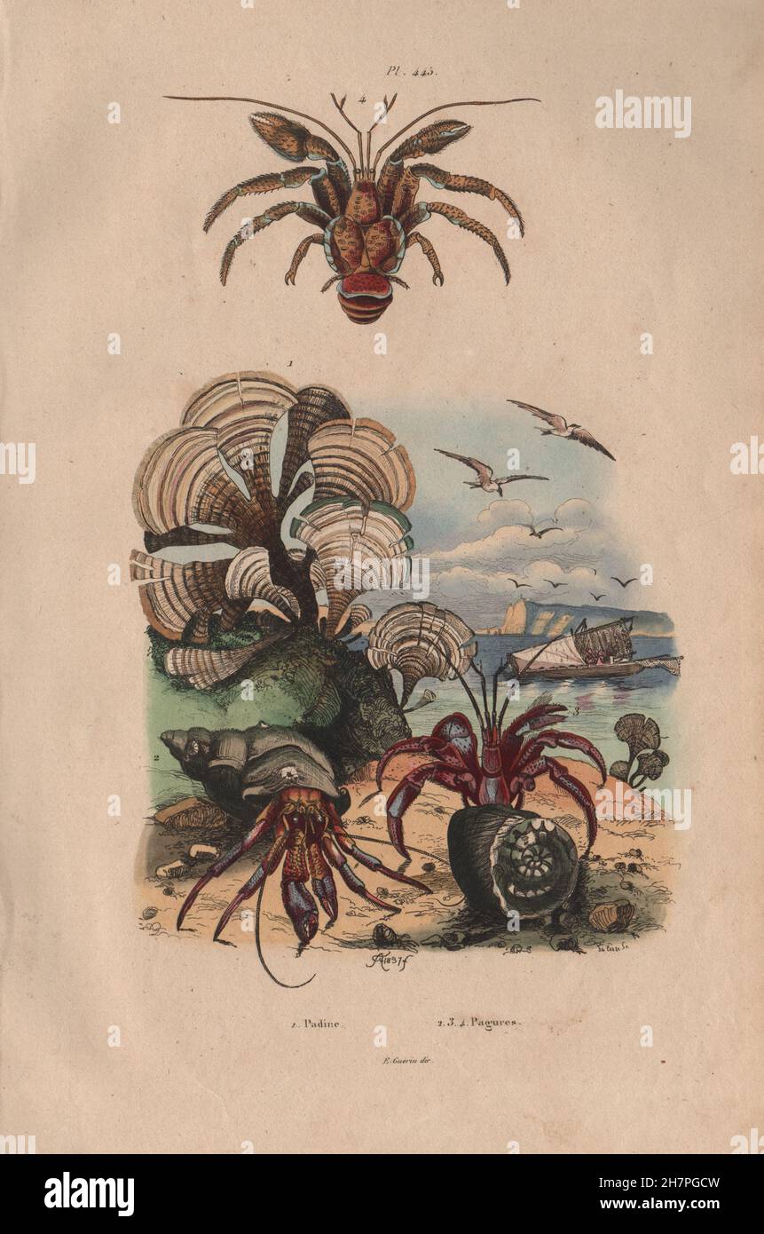 SEASHORE: Padine (Peacock's tail). Pagures (Hermit Crabs), antique print 1833 Stock Photo