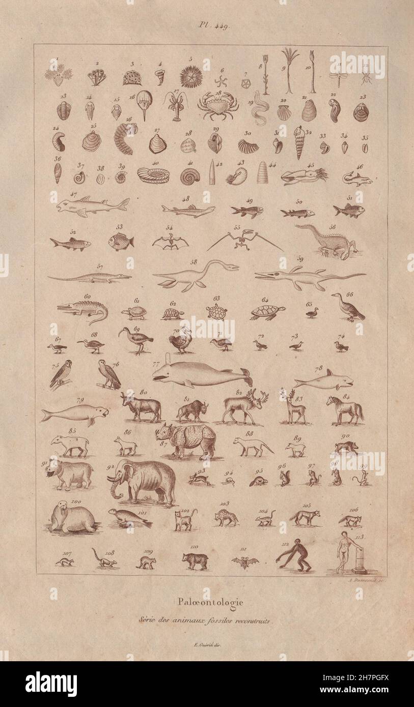 Paleontology fossils hi-res stock photography and images - Alamy