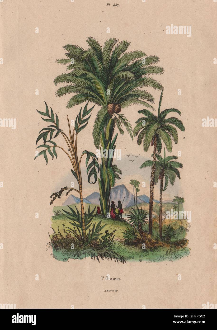 BOTANICAL: Palmiers (Palm trees), antique print 1833 Stock Photo
