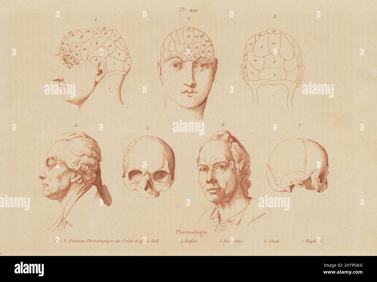 PHRENOLOGY: div. cranium after Gall. Buffon. Descartes. Gluck. Raphaël, 1833 Stock Photo
