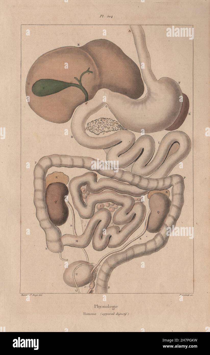 PHYSIOLOGY: Homme (appareil digestif). Digestive system, antique print 1833 Stock Photo
