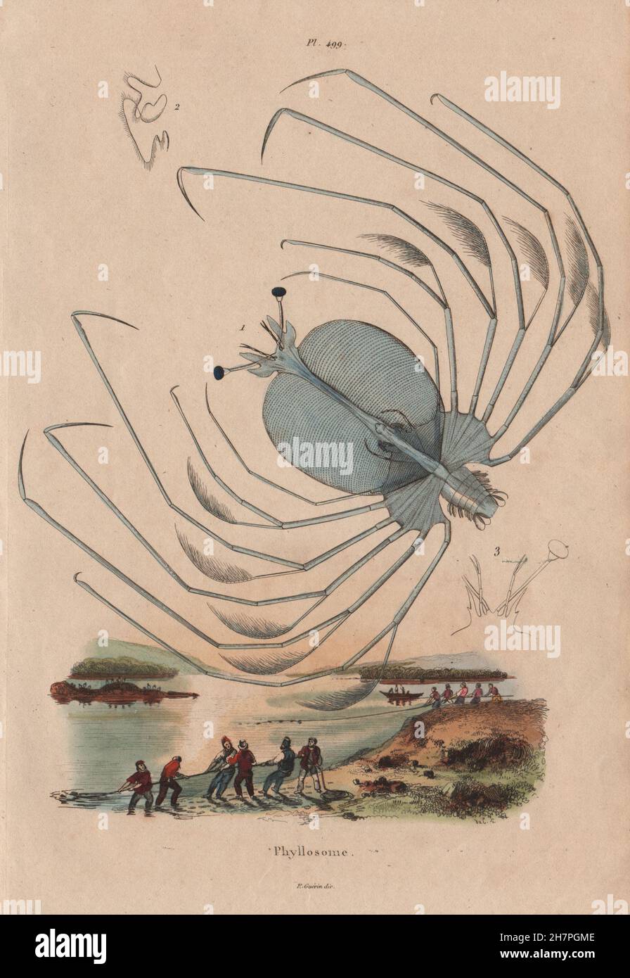 Phyllosoma Larval Stage Of Spiny Slipper Coral Lobsters Crustaceans 13 Stock Photo Alamy