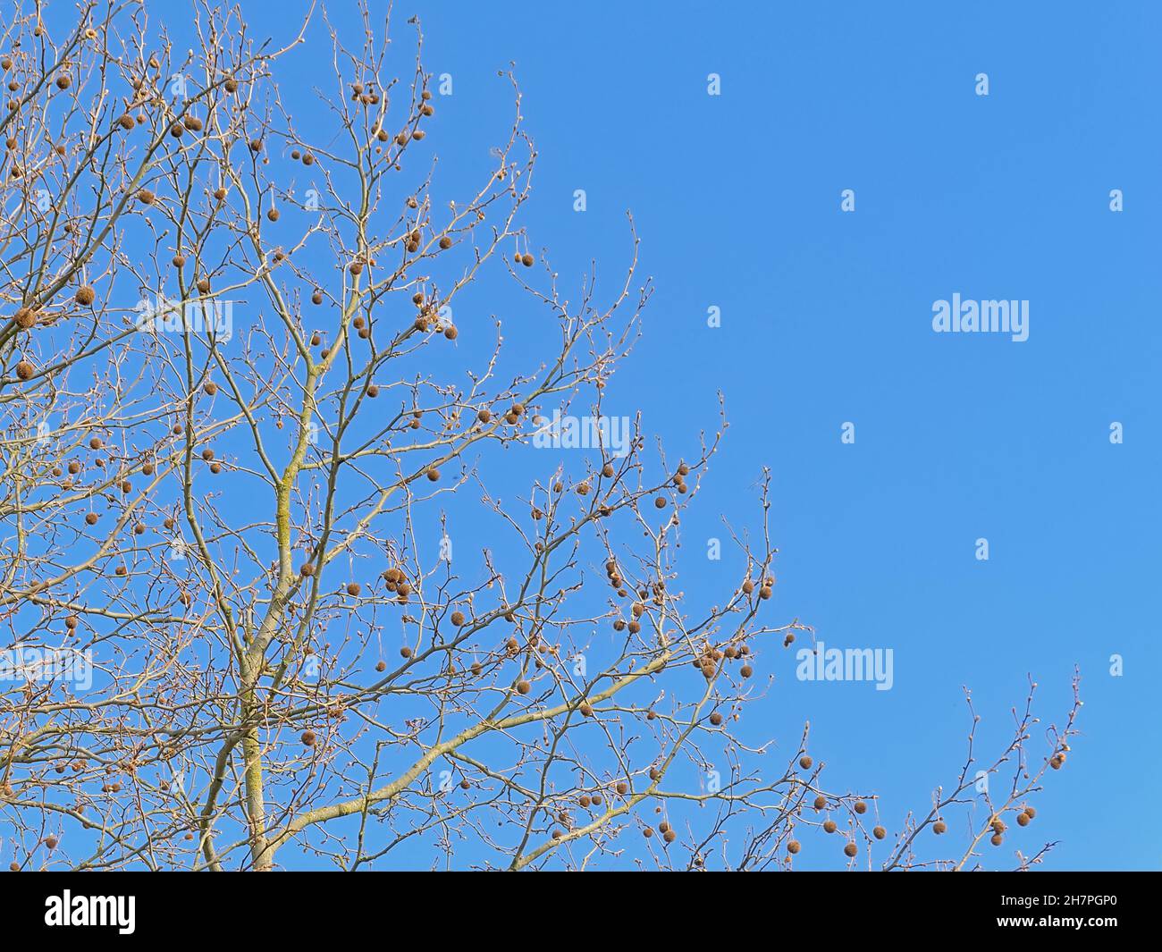 Bare platanus branches with dried brown fruits on a clear blue sky Stock Photo