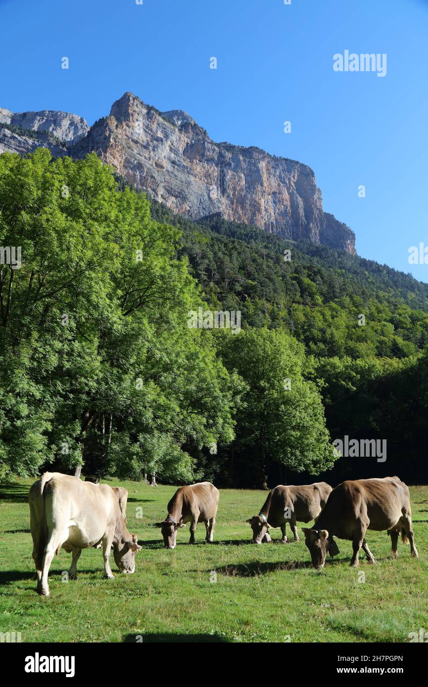Bruna dels Pirineus cattle breed, also known as Bruna de los Pirineos. Breed derived from Swiss Braunvieh variety. Pyrenees mountains, Spain. Stock Photo