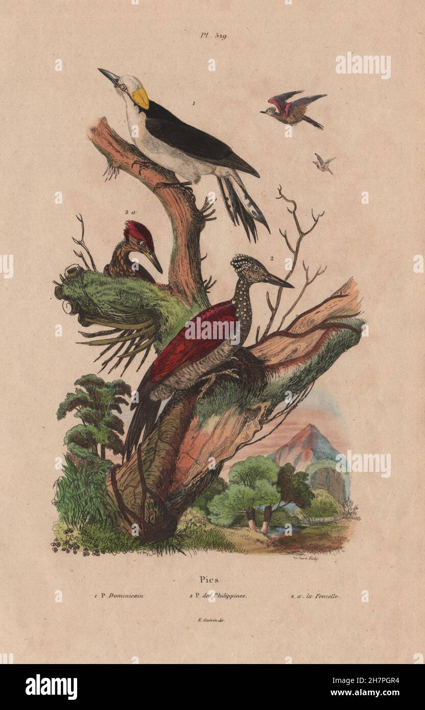 Dominican/white woodpecker. Chrysocolaptes lucidus - Greater Flameback, 1833 Stock Photo