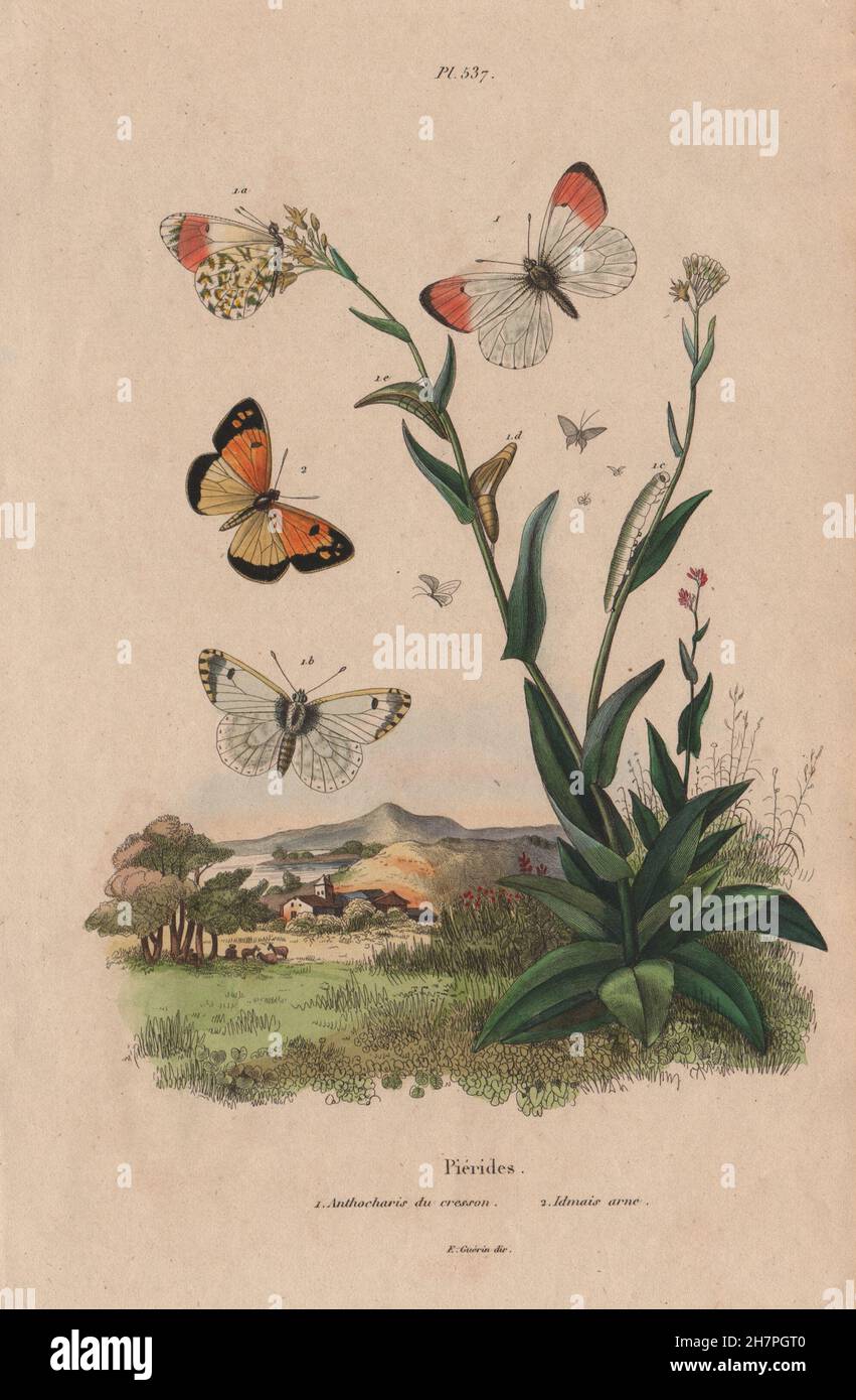 Page 5 - Antique Print Butterfly High Resolution Stock Photography and  Images - Alamy