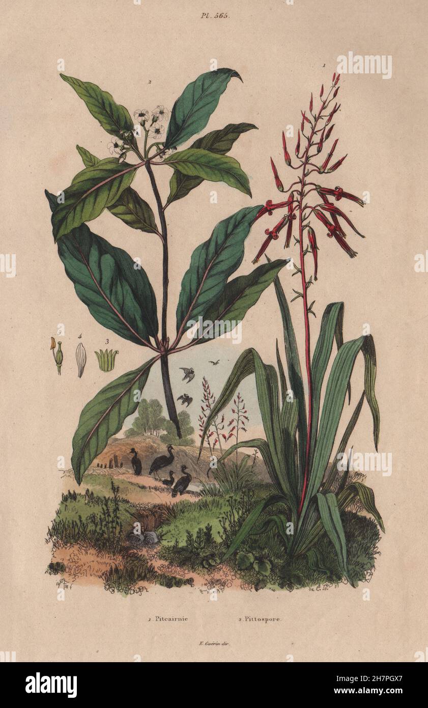 PLANTS: Pitcairnia. Pittospore (Pittosporum), antique print 1833 Stock Photo