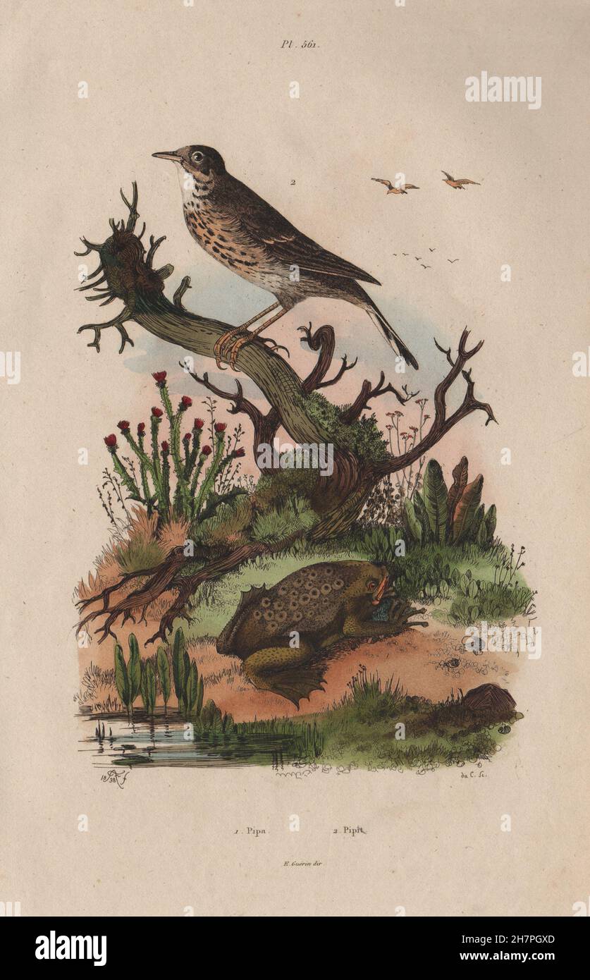 ANIMALS: Pipa (Surinam toad). Pipit bird, antique print 1833 Stock Photo