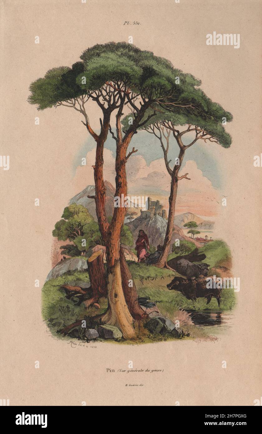 PINE TREE: Pin (Vue générale du genre), antique print 1833 Stock Photo