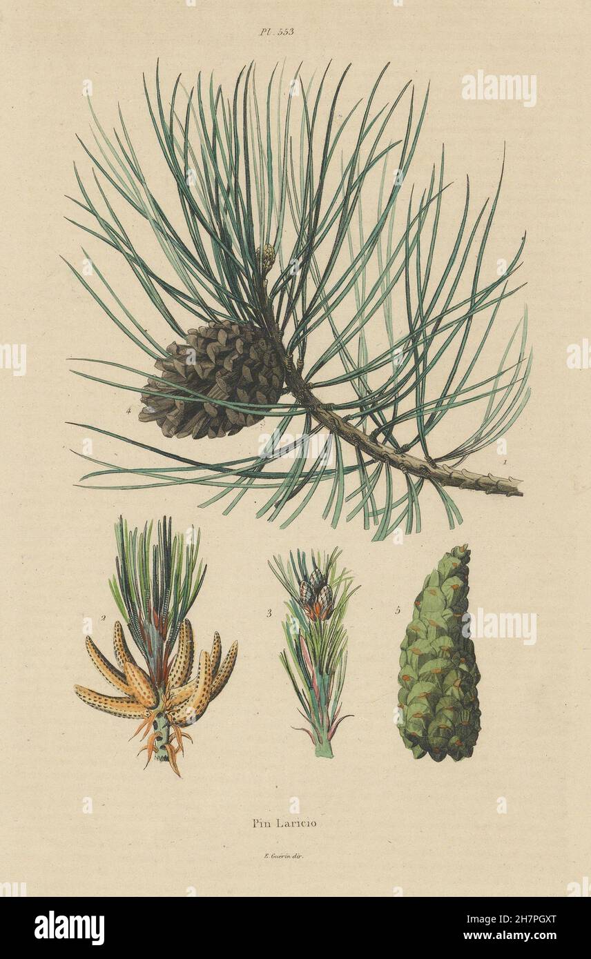 TREES: Pin Laricio. Pinus nigra var. corsicana (Corsican Black Pine), 1833 Stock Photo