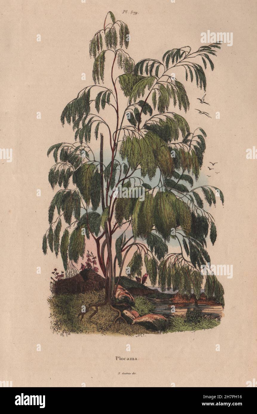 FLOWERING PLANTS: Plocama. Rubiaceae, antique print 1833 Stock Photo