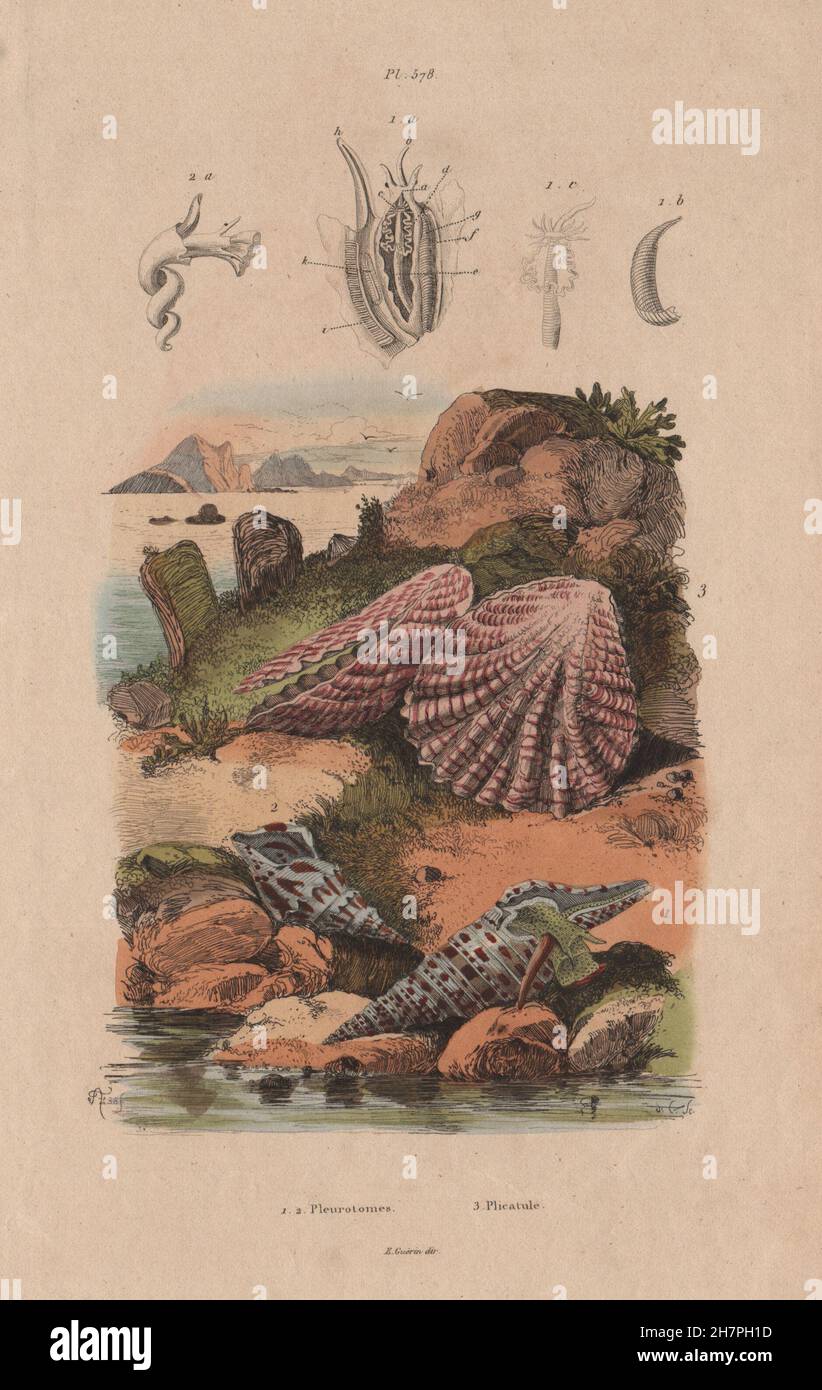 MOLLUSCS: Pleurotomia. Plicatula, antique print 1833 Stock Photo