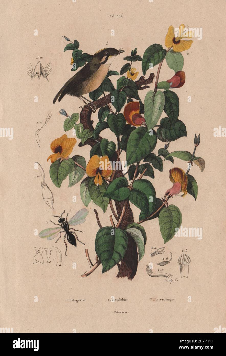 Platygaster robiniae. Platylobium plant. Platyrhinque (Flycatcher), print 1833 Stock Photo