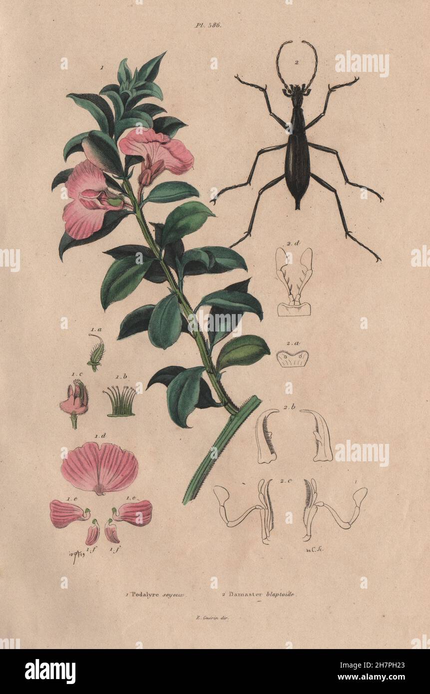 Podalyria sericea (Cape satin bush). Carabus blaptoides (ground beetle), 1833 Stock Photo