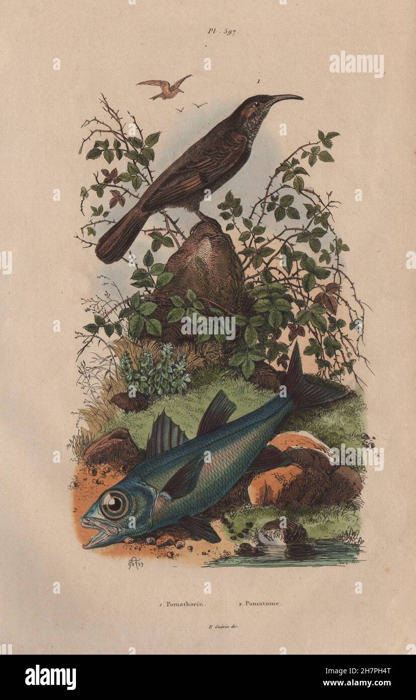 Pomathorin (Scimitar Babbler). Pomatomus (Bluefish), antique print 1833 Stock Photo