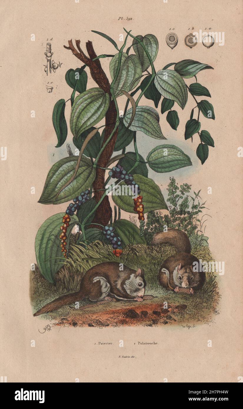 Poivrier (Pepper Plant). Polatouche (Flying Squirrel), antique print 1833 Stock Photo