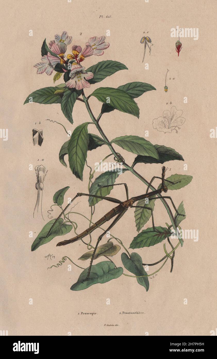 Proscopia (Horsehead Grasshopper). Prostanthera (Mintbush), antique print 1833 Stock Photo