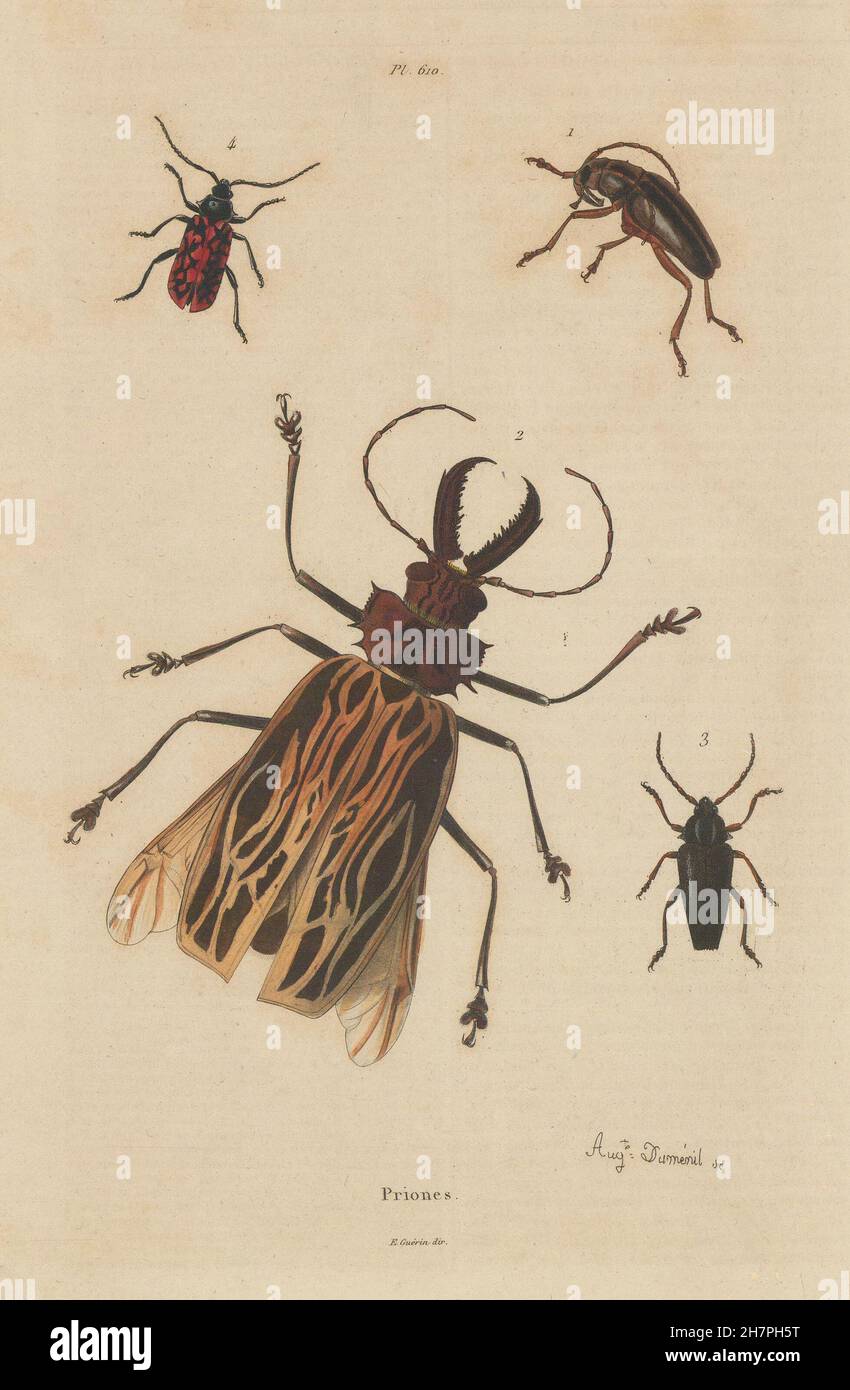 INSECTS: Prioninae (Long Horned Beetle). I, antique print 1833 Stock Photo