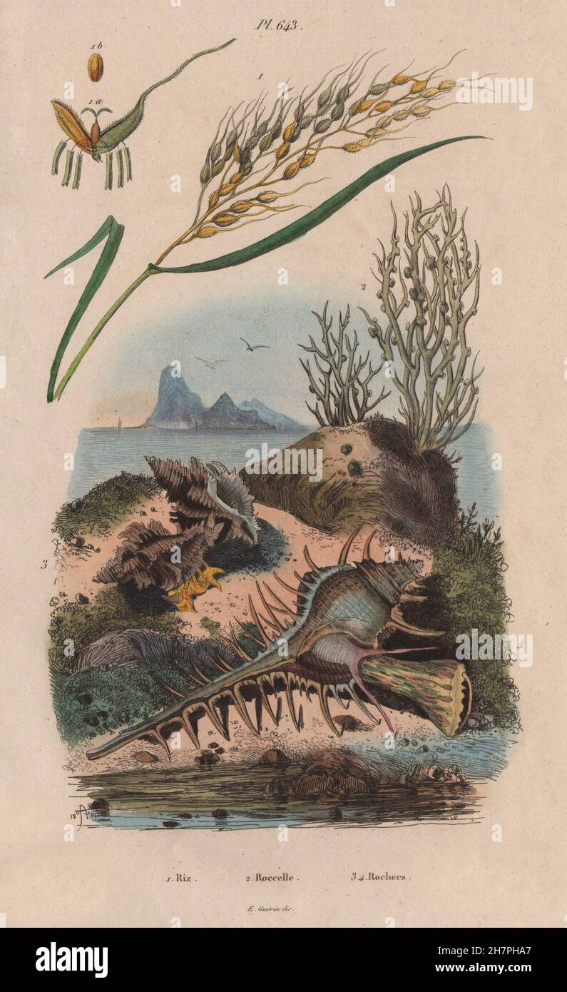 Riz (Rice). Roccella (Lichen). Rochers. Murex, antique print 1833 Stock Photo
