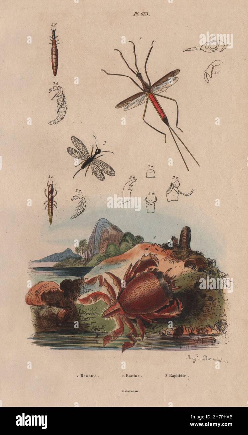 Ranatra bug. Ranina (spanner crab). Raphidioptera (snakeflies), old print 1833 Stock Photo