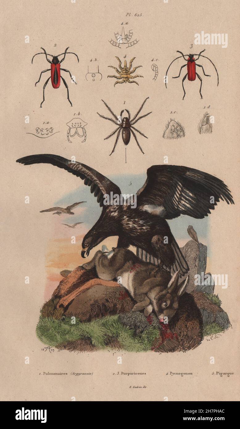 Sea eagle. Argyroneta/Diving bell spider. Purpuricenus beetles. Sea spider, 1833 Stock Photo
