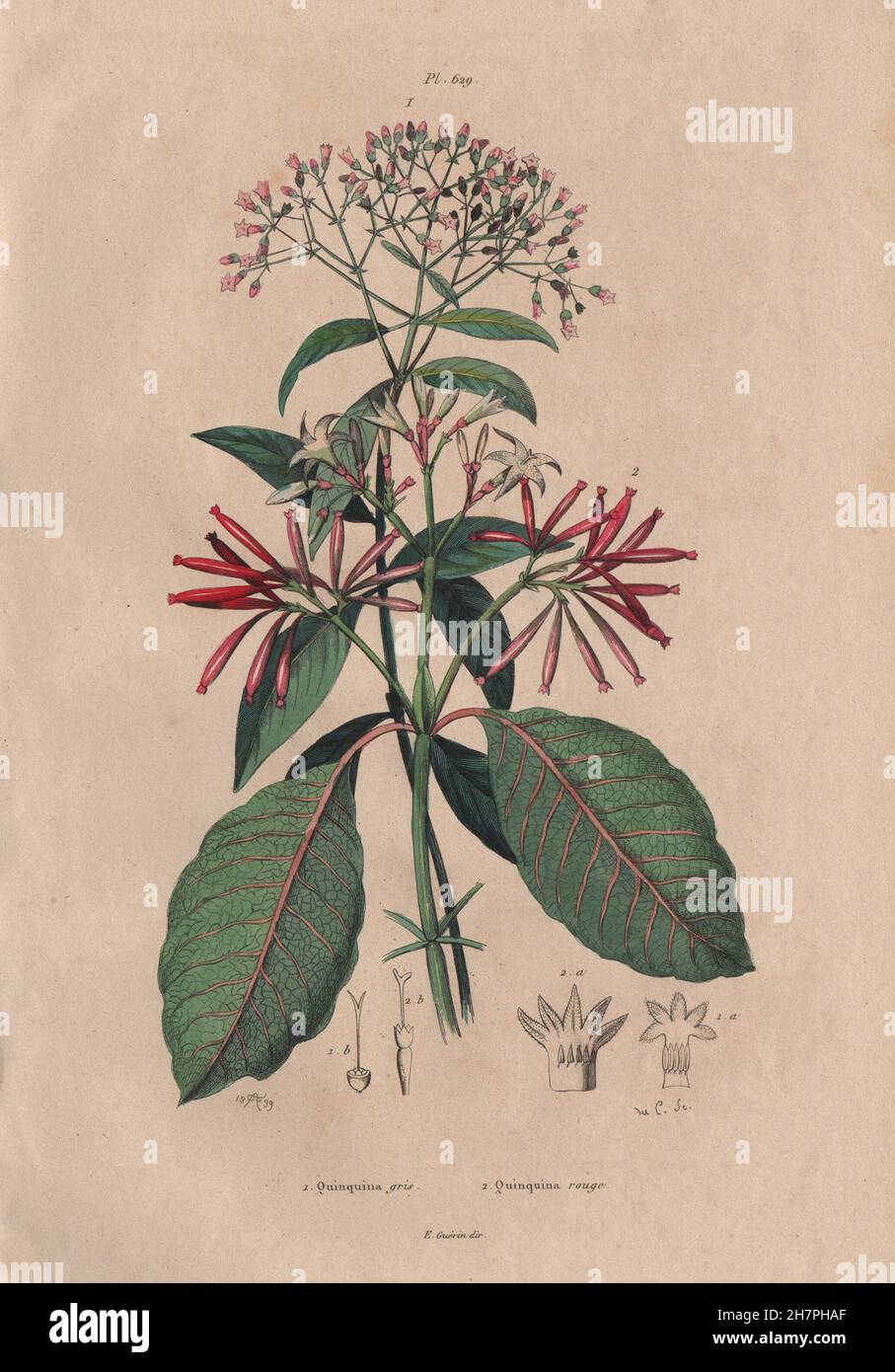 QUININE BARK TREE: Red & grey Quinquina (Cinchona), antique print 1833 Stock Photo