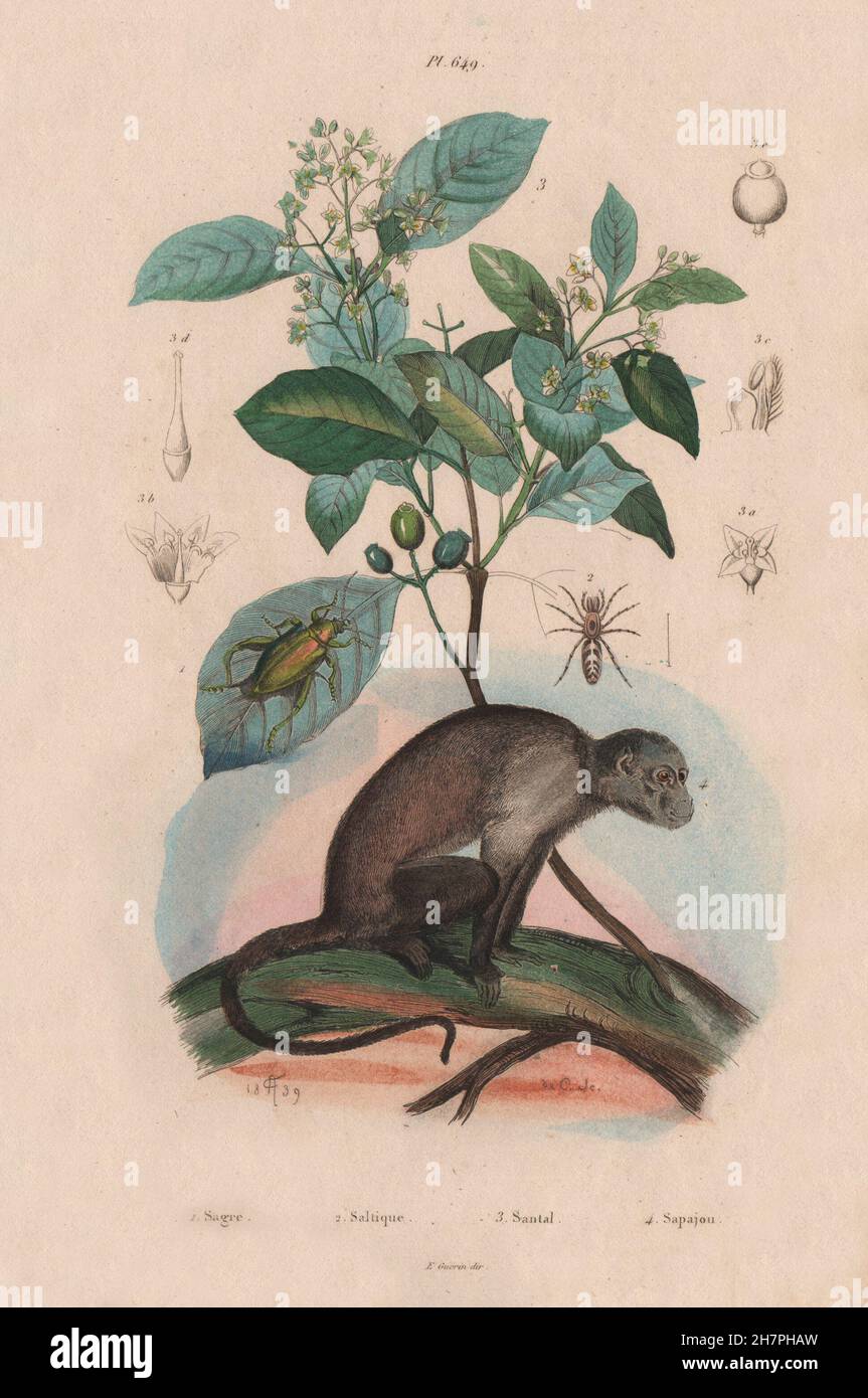 Sagra femorata. Saitis barbipes(jumping spider). Sandalwood.Capuchin monkey 1833 Stock Photo