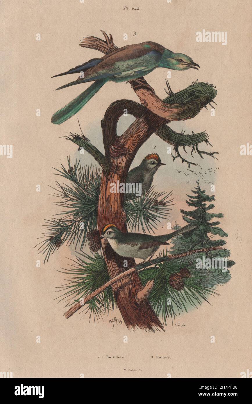 BIRDS: Roitelet (Wren). Rollier (Roller), antique print 1833 Stock Photo