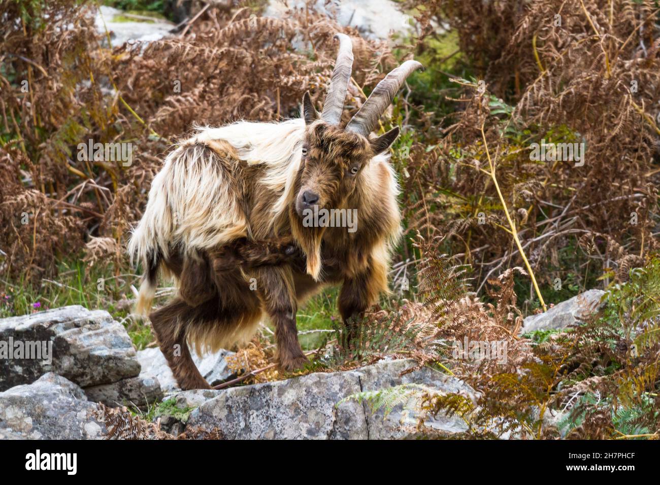 member of a colony of feral wild mountain in bracken scratching itself. This unique species living around Trefor and Llithfaen on the Llyn Peninsula, Stock Photo