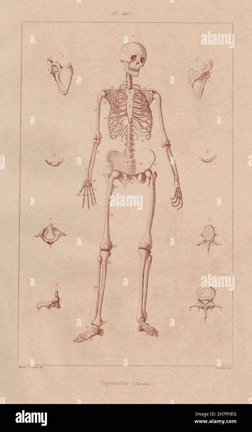 ANATOMY: Human skeleton. Squelette (Skeleton) Homme, antique print 1833 Stock Photo