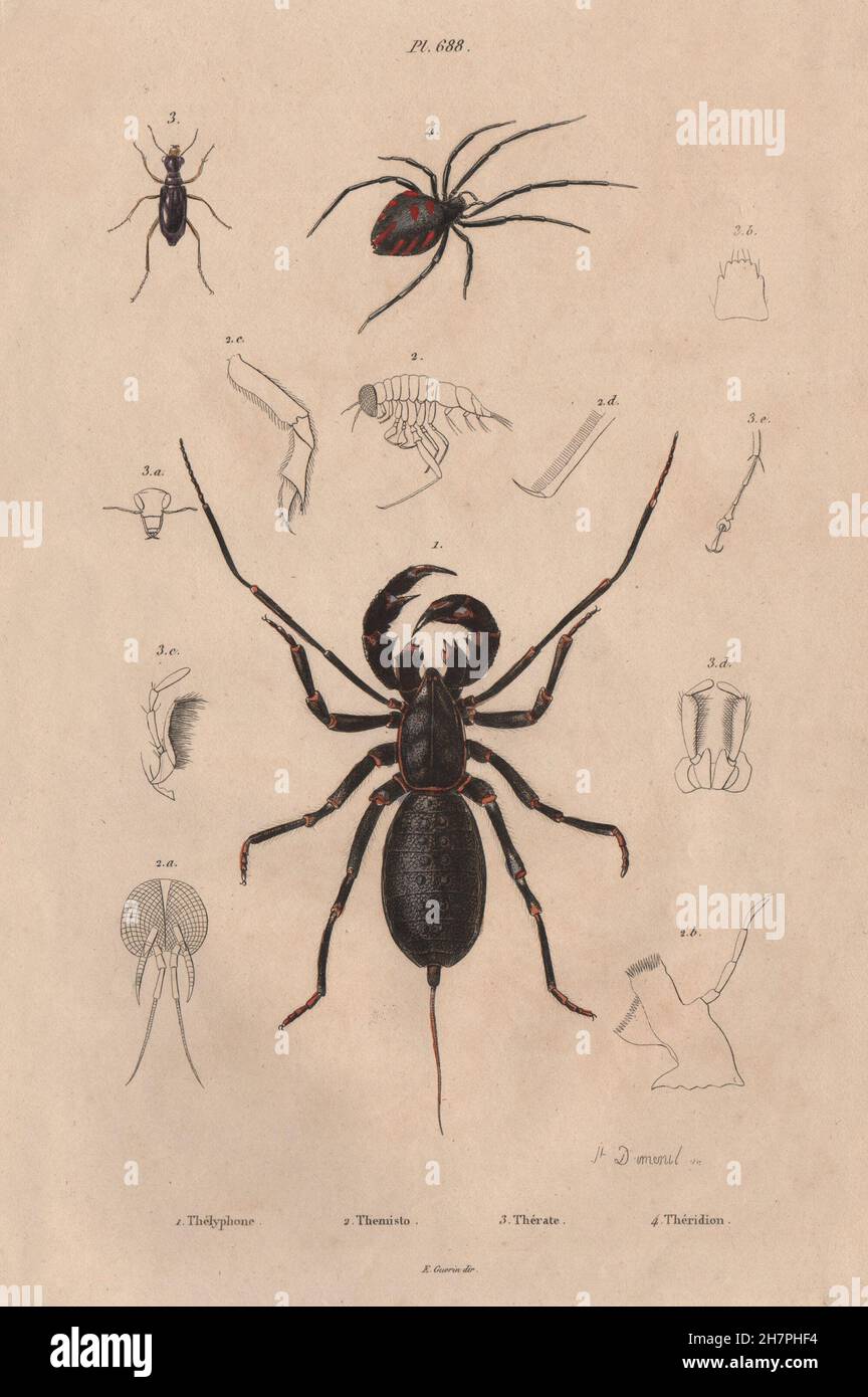 SPIDERS Thelyphonida (Vinegaroon). Theridion (Black Widow Spider