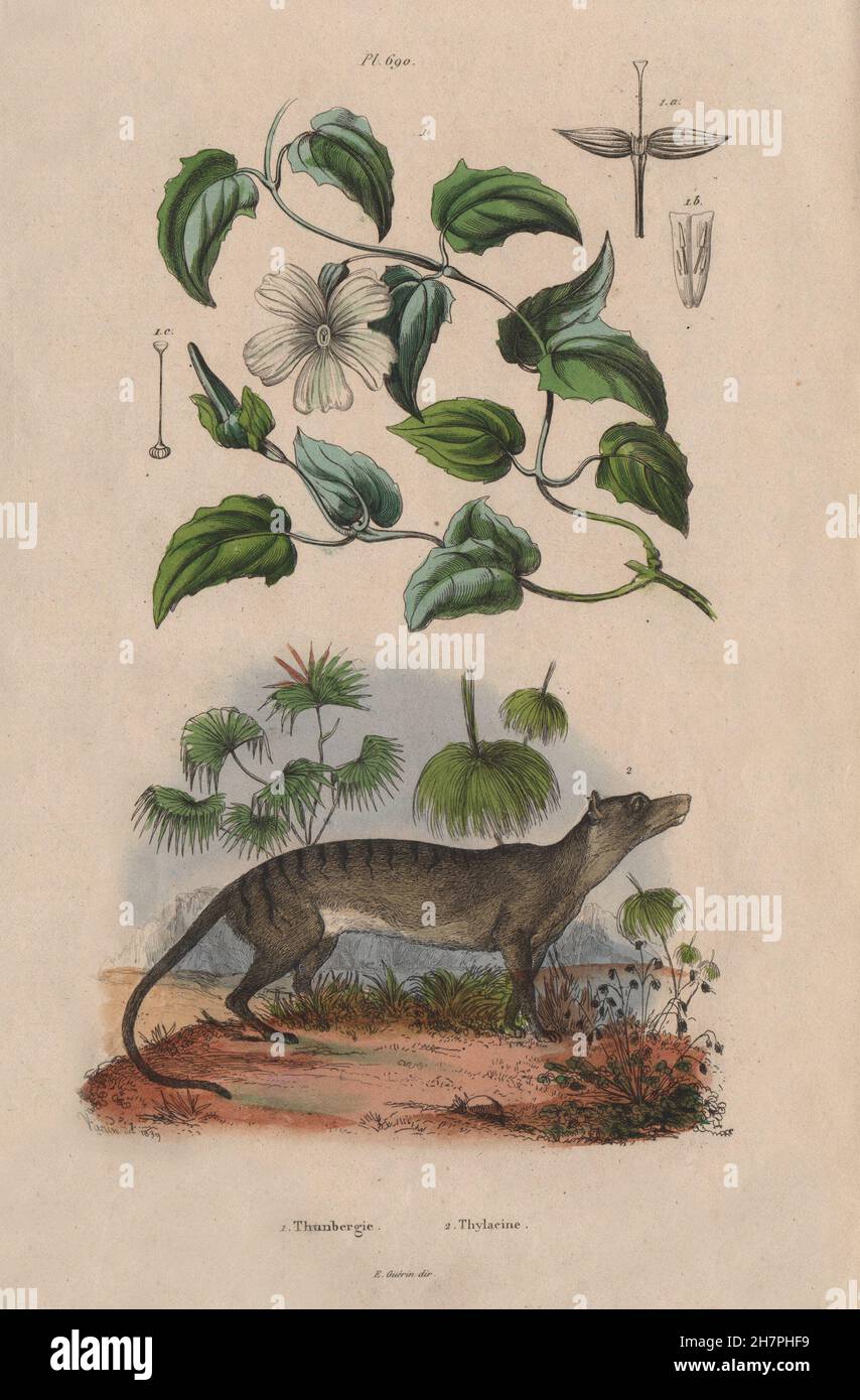 Thunbergia (Clockvine). Thylacine (Tasmanian Tiger), antique print 1833 Stock Photo