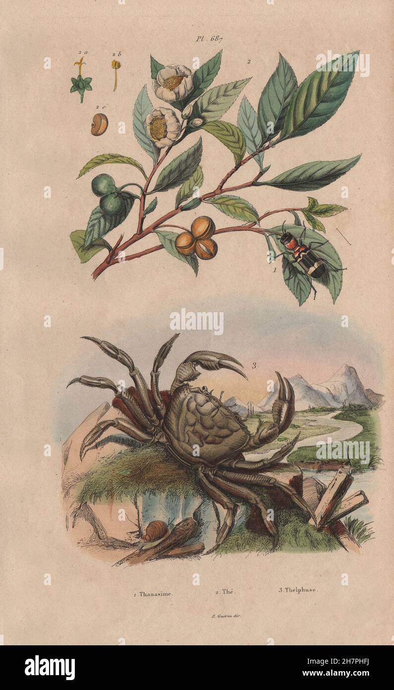 Thanasimus (Ant Beetle). Thé (Tea) plant. Thelphusa fluviatilis. Crab, 1833 Stock Photo