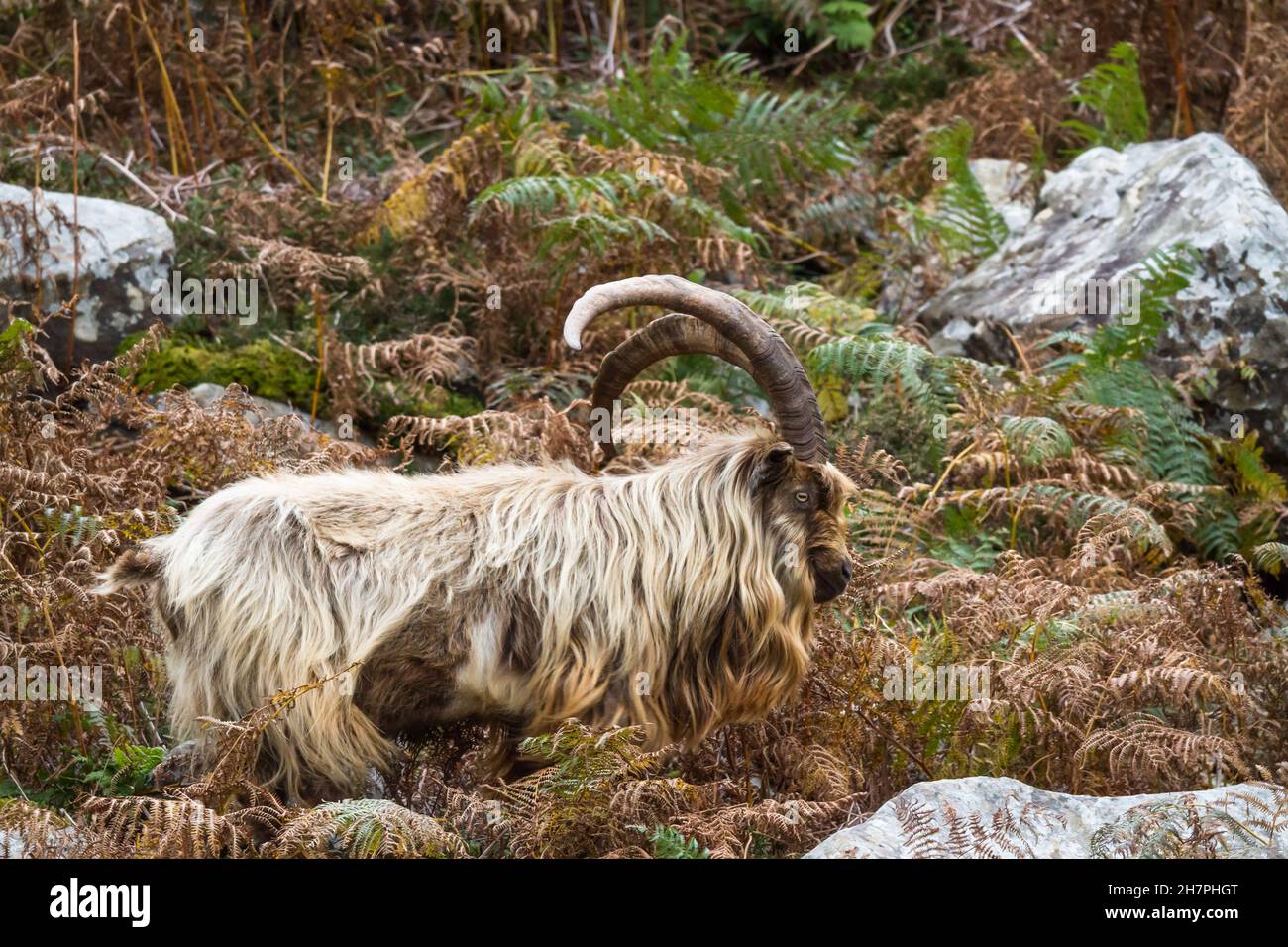 member of a colony of feral wild mountain in bracken showing horns. This unique species living around Trefor and Llithfaen on the Llyn Peninsula, Nort Stock Photo