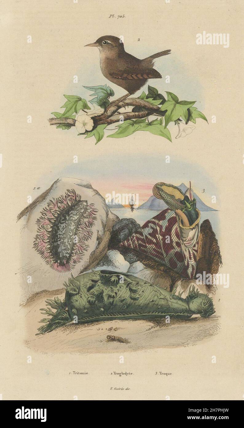 Tritonia (gastropod). Troglodyte (Wren). Trochidae (Top Snails), print 1833 Stock Photo