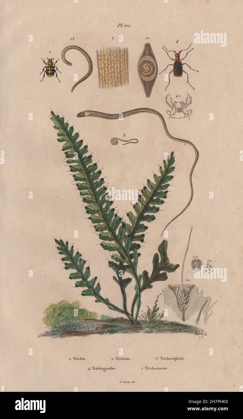 Trichius.Trichina.Whipworm.Trichognathe.Trichomane (Climbing Bristle Fern), 1833 Stock Photo