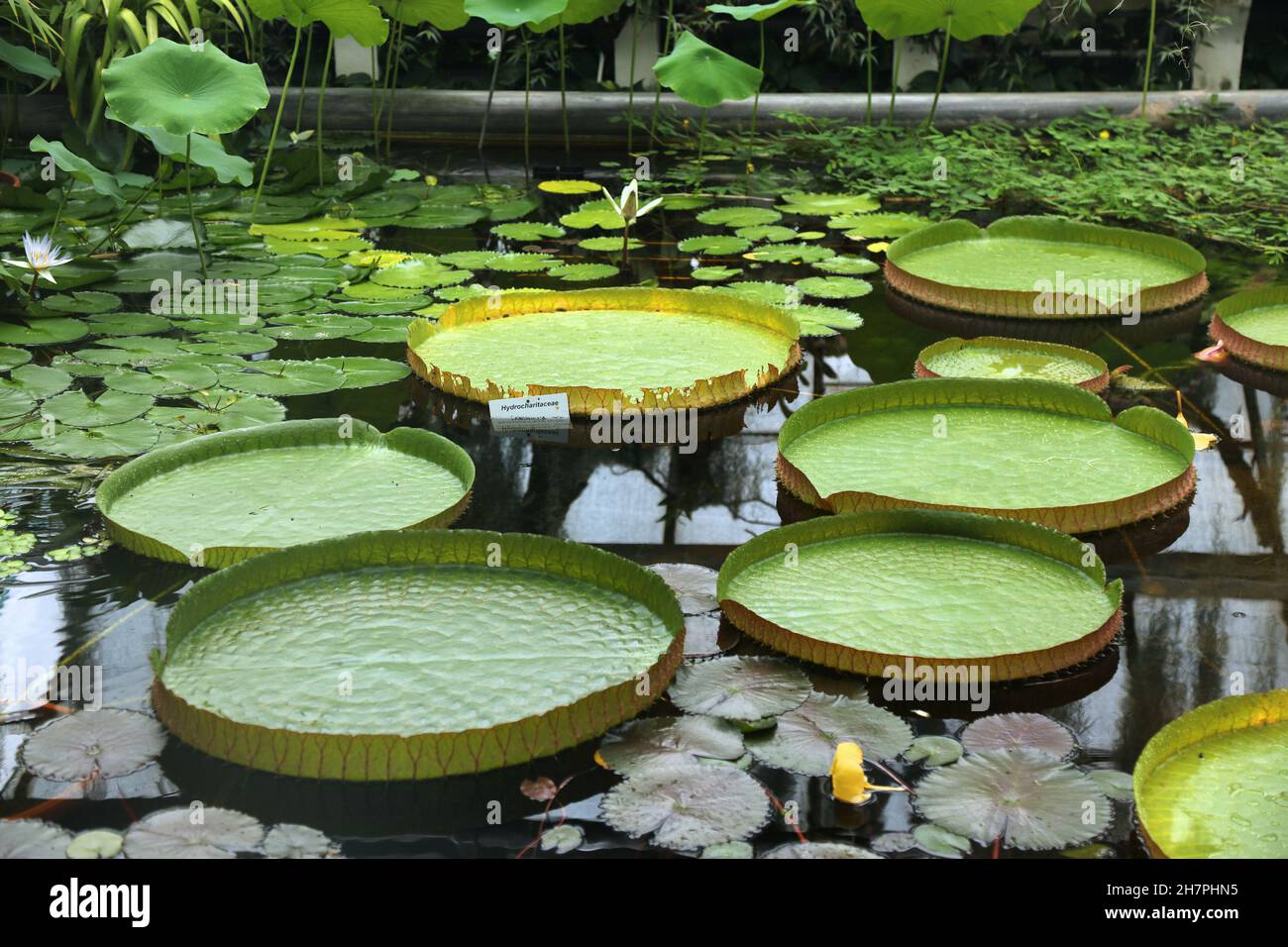 Giant water lily (Victoria amazonica species of water lily family Nymphaeaceae) in a botanical garden. Stock Photo
