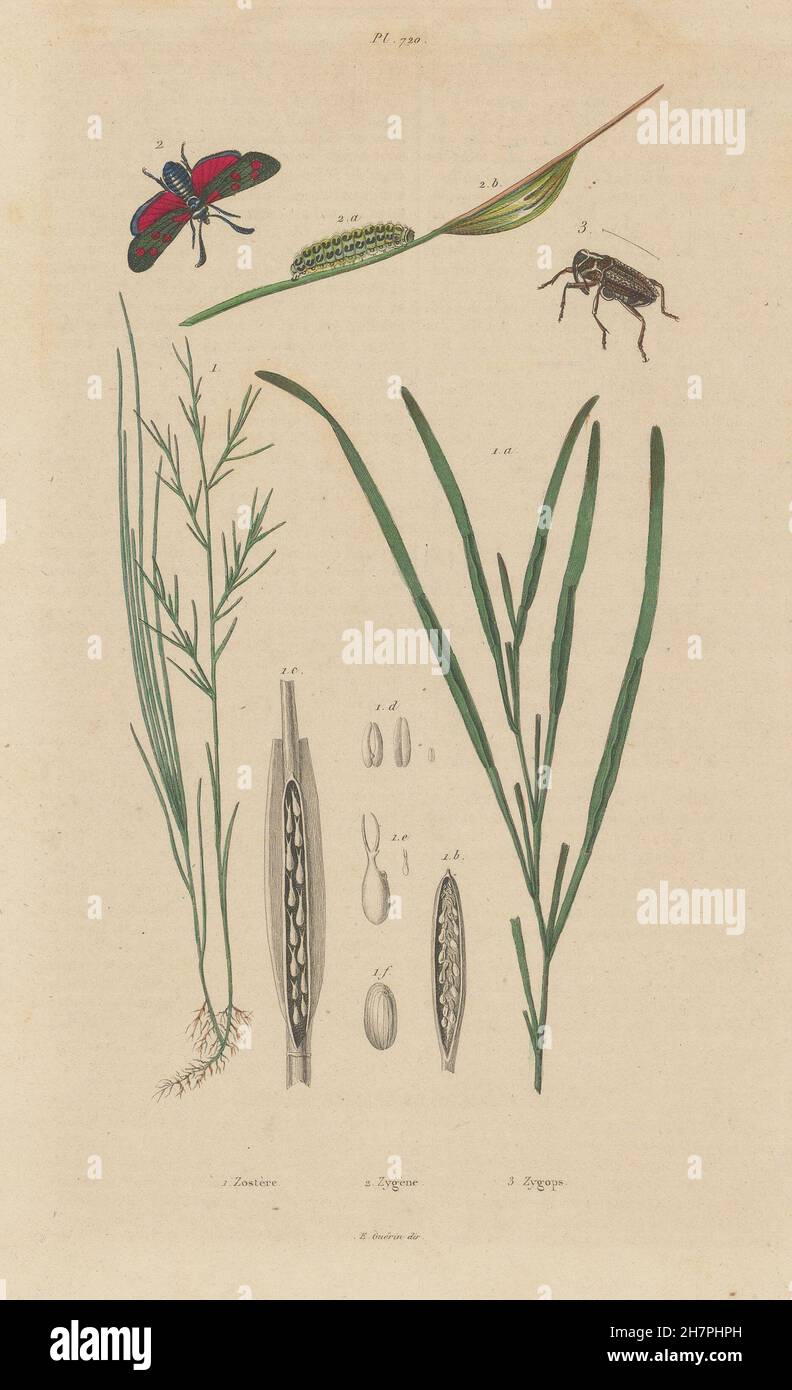 Zostera marina/eelgrass/seawrack.Zygaena/Six-spot Burnet.Zygopinae/Weevil, 1833 Stock Photo