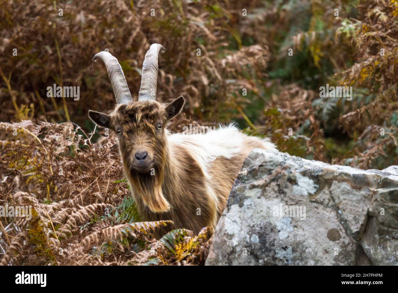member of a colony of feral wild mountain in bracken showing horns amongst bracken looking at camera. This unique species living around Trefor and Lli Stock Photo