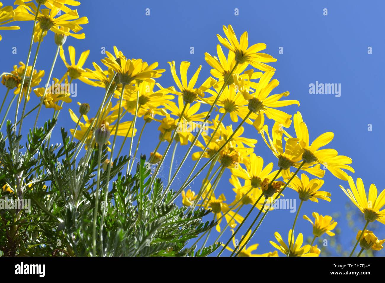 Beautiful Yellow Daisy Flowers on the Backgorund of Blue Sky. Close-up View. Stock Photo