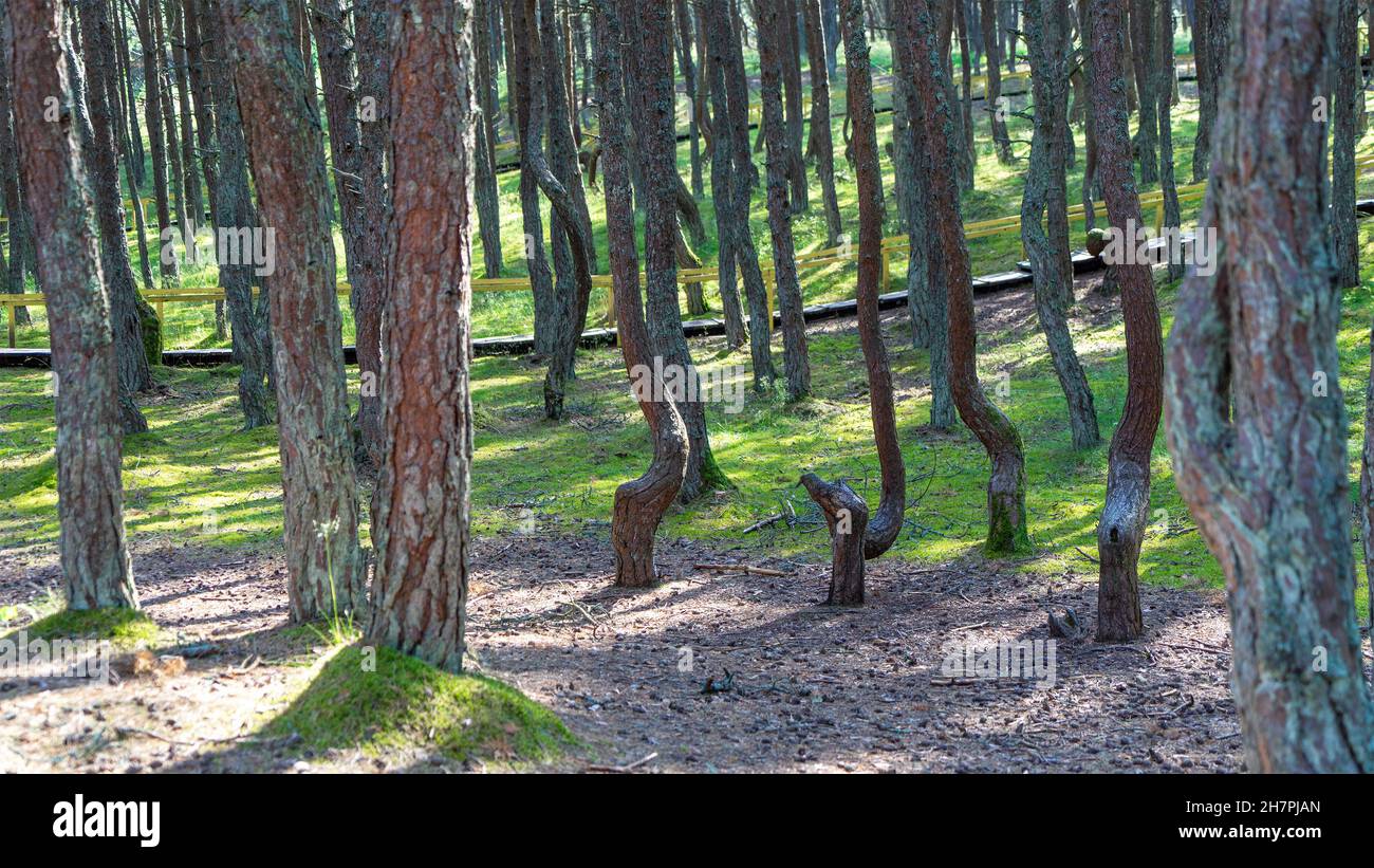 Fabulous dancing forest on green moss illuminated by rays of sunlight on the Curonian Spit, Kaliningrad region, Russia. Trunks of pine trees covered w Stock Photo