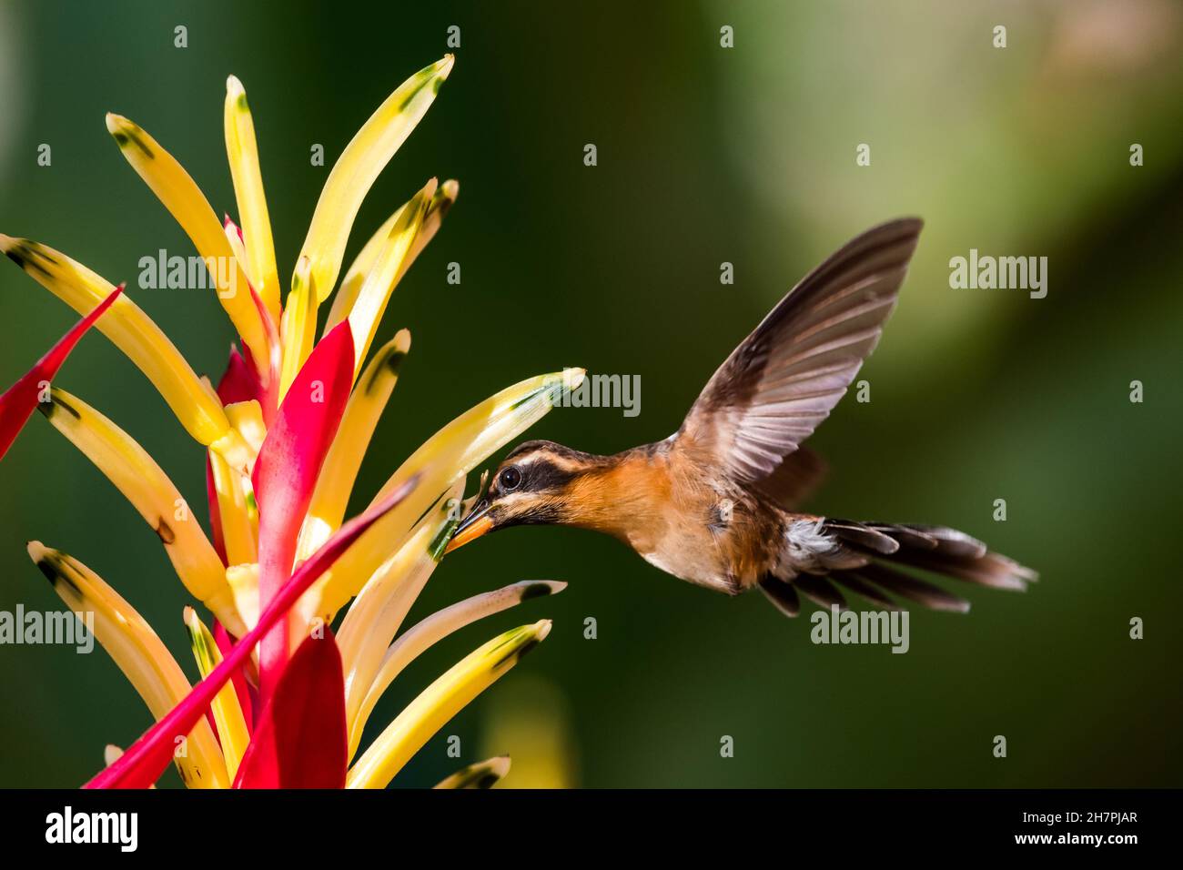 Small brown Little Hermit hummingbird, Phaethornis longuemareus, feeding on a bright Heliconia flower with a dark green background. Stock Photo